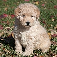 Mini Golden Poodle